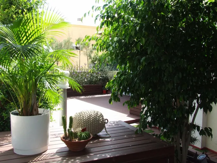Tarima y estructura de sombra en madera